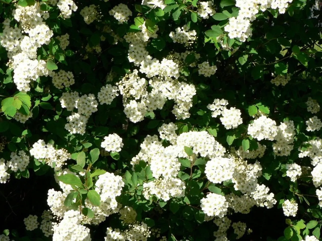 White Spiraea (Spiraea Betulifolia Var. Lucida) — Mature specimens typically reach a height and spread of 2 to 3 feet