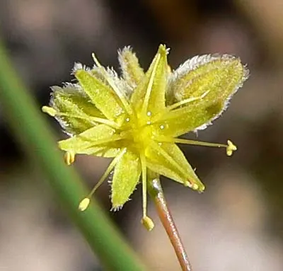 Desert Trumpet (Eriogonum Inflatum) — As a distinctive feature of desert landscapes