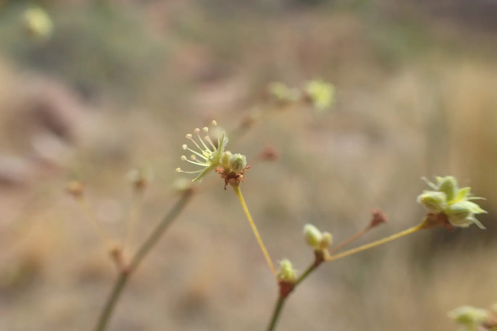 Desert Trumpet (Eriogonum Inflatum) — This bushy, native plant tolerates poor soils and drought, requiring minimal maintenance