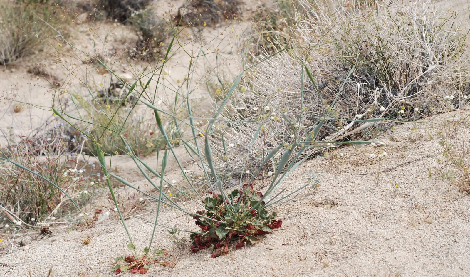 Desert Trumpet (Eriogonum Inflatum) — Its unique structure adds textural contrast; making it an excellent choice for water-wise gardens and xeriscape landscapes