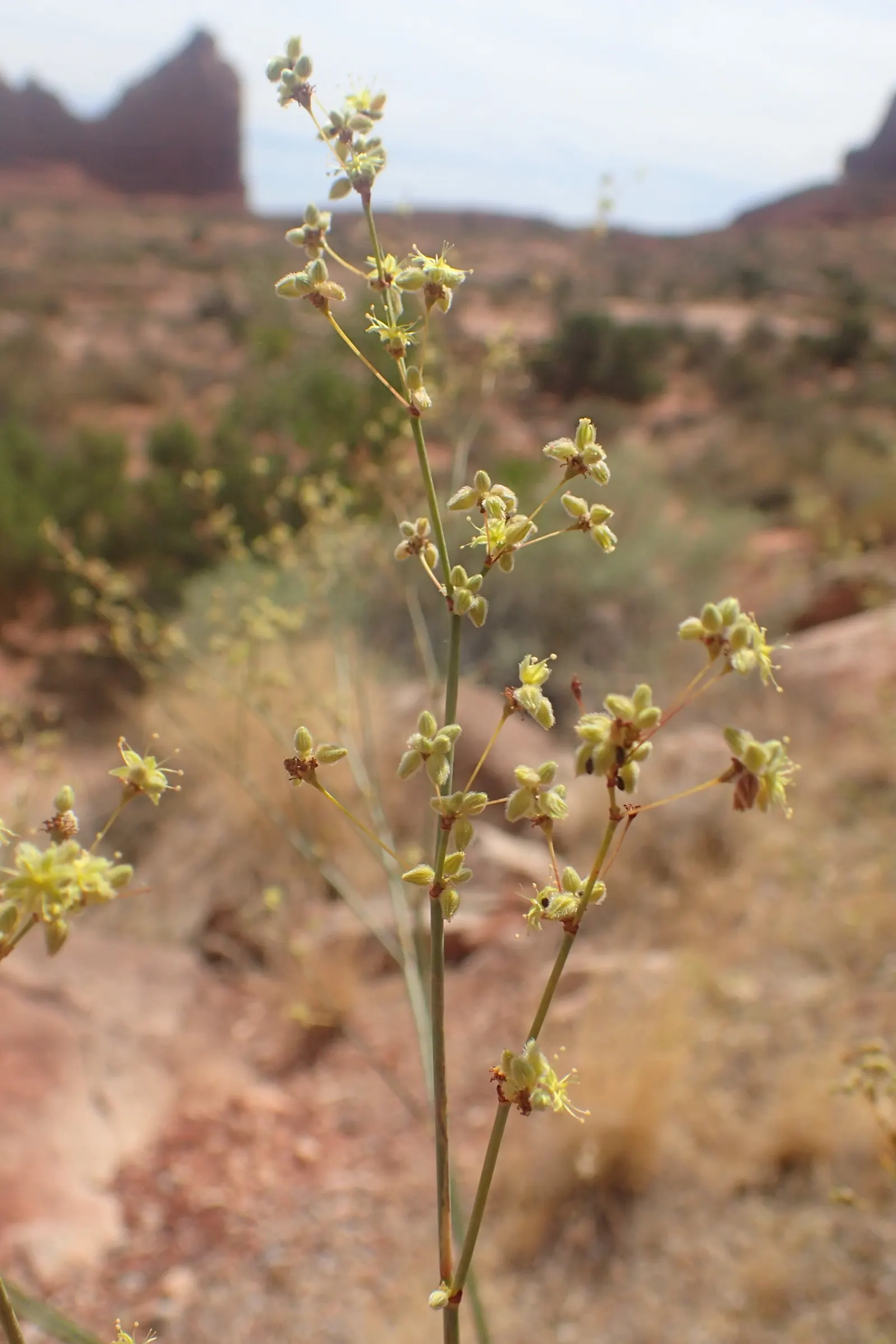 Desert Trumpet (Eriogonum Inflatum) — When designing with Desert Trumpet; it has exceptional drought tolerance