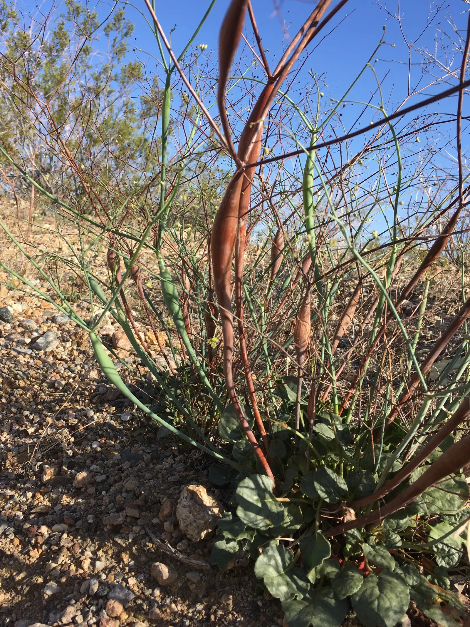 Desert Trumpet (Eriogonum Inflatum) — is a perennial plant native to the arid regions of the American Southwest