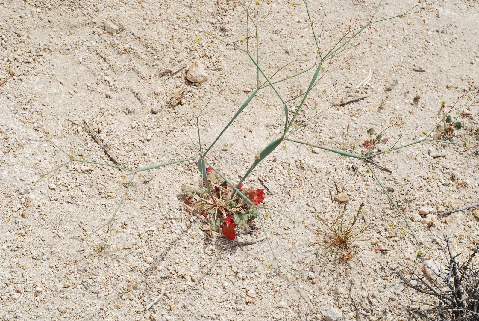 Desert Trumpet (Eriogonum Inflatum) — making it an excellent choice for water-wise gardens and xeriscape landscapes; extending the visual interest throughout