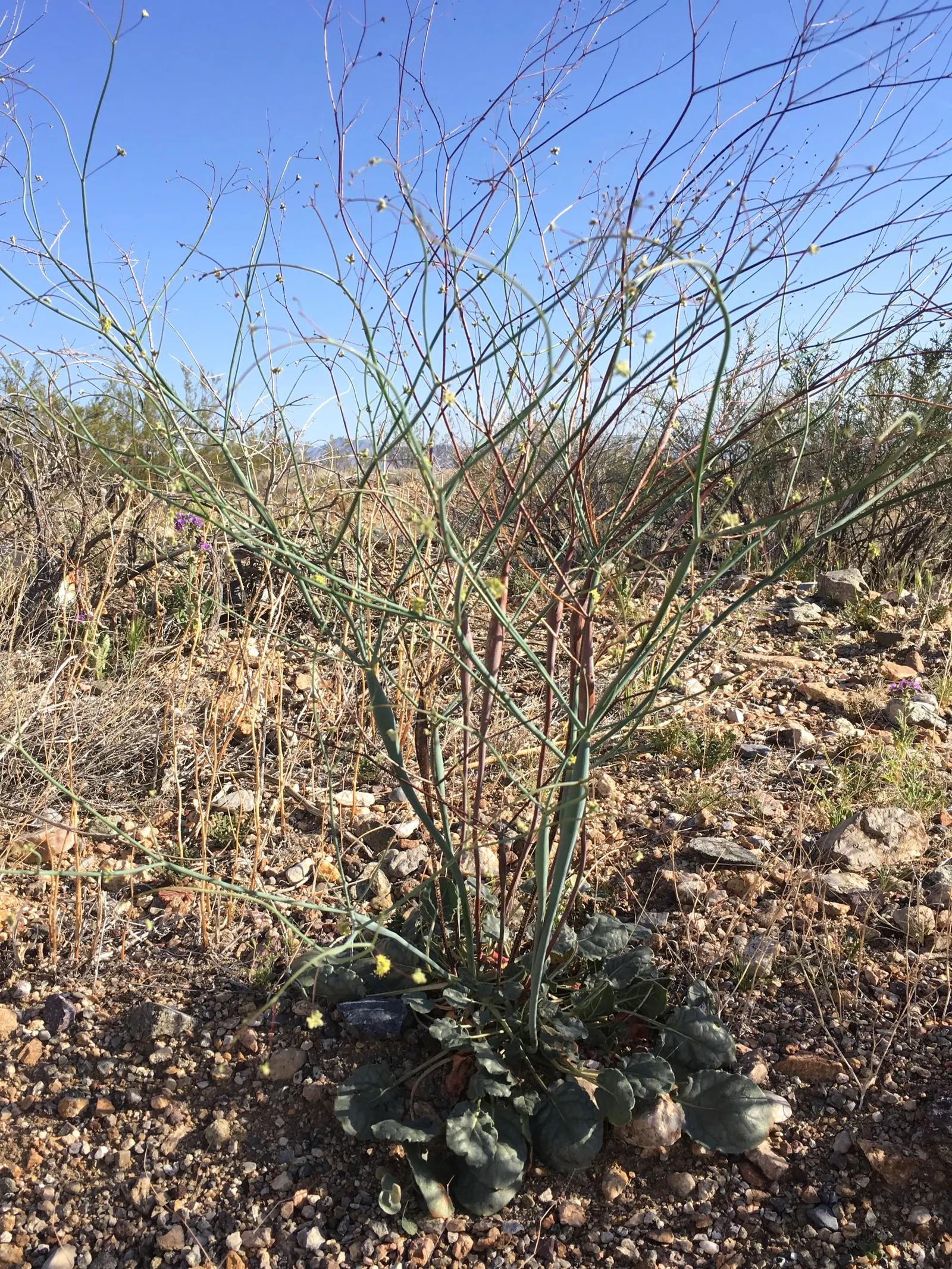 Desert Trumpet (Eriogonum Inflatum) — yellow flowers arranged in clusters