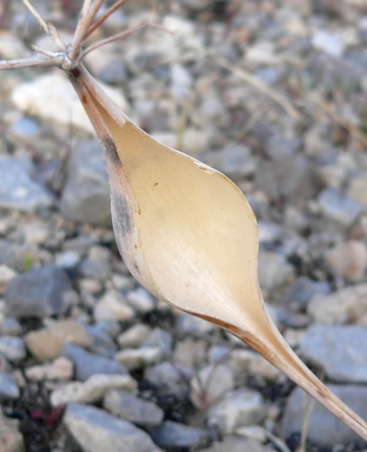 Desert Trumpet (Eriogonum Inflatum) — It has exceptional drought tolerance