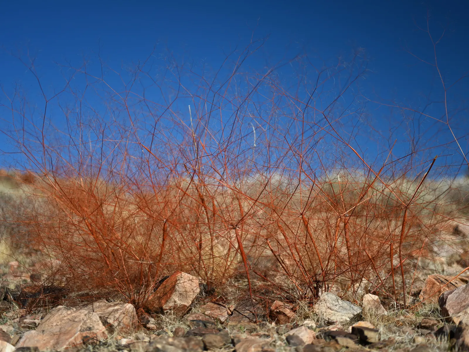 Desert Trumpet (Eriogonum Inflatum) — yellow flowers in the garden; serving as both a water reserve and a means of deterring herbivores