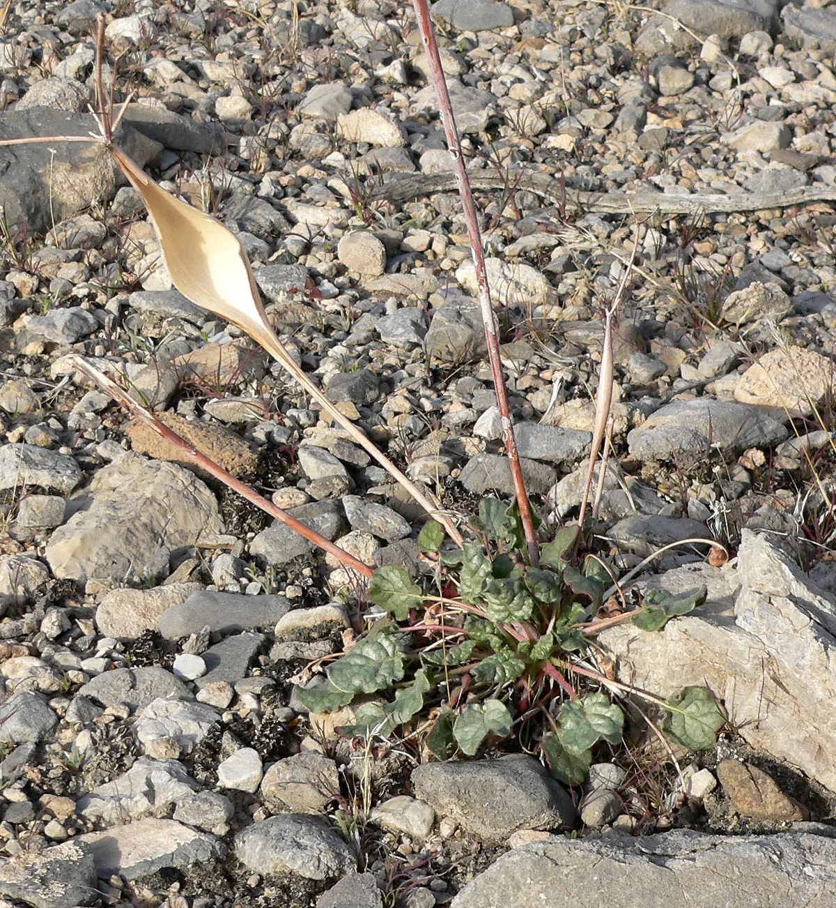 Desert Trumpet (Eriogonum Inflatum) — which sets it apart visually