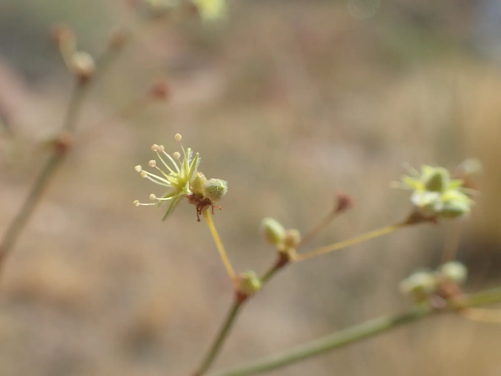 Desert Trumpet (Eriogonum Inflatum) — scientifically known as Eriogonum inflatum; this perennial stands at a modest height of 8 to 36 inches