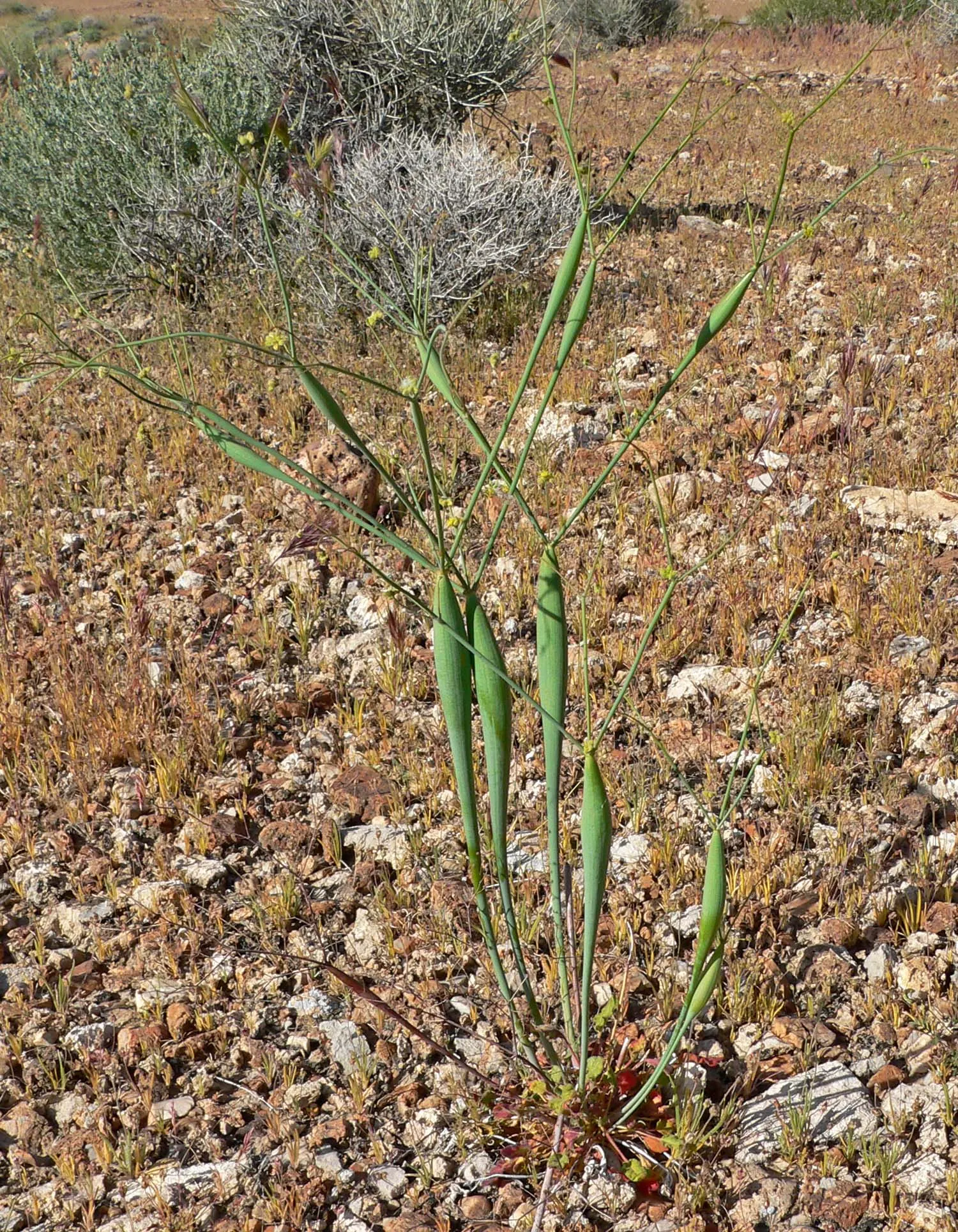 Desert Trumpet (Eriogonum Inflatum) — narrow leaves that range in color from green to a reddish tint