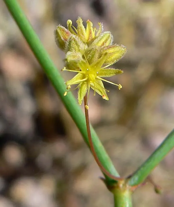 Desert Trumpet (Eriogonum Inflatum) — extending the visual interest throughout the year; sandy or gravelly soils to ensure its health