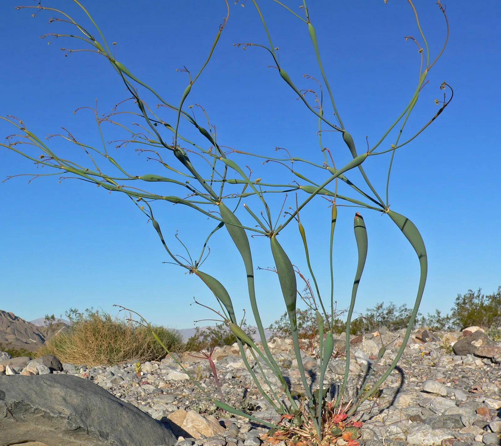 Desert Trumpet (Eriogonum Inflatum) — Eriogonum inflatum thrives in full sun exposure and requires well-draining; consider its utility for adding texture