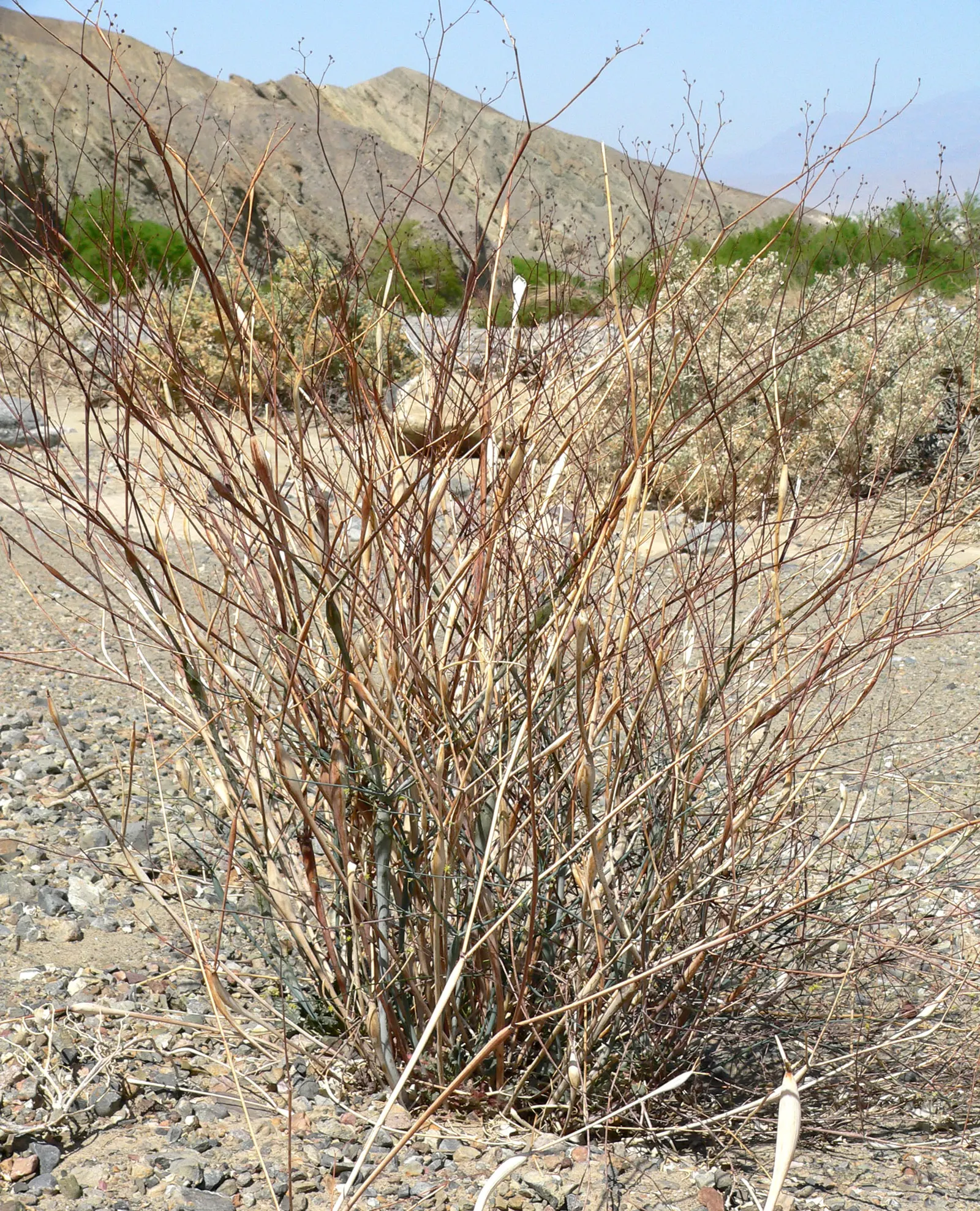 Desert Trumpet (Eriogonum Inflatum) — Desert Trumpet (Eriogonum inflatum) is a resilient perennial, thriving in arid conditions (zones 5-12); its unique