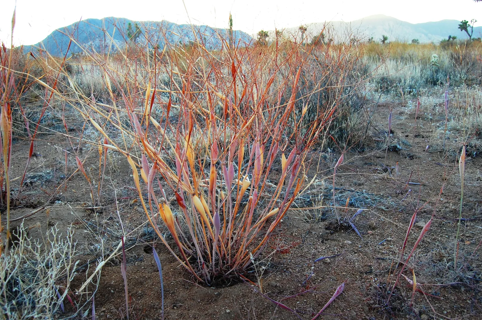 Desert Trumpet (Eriogonum Inflatum) — Characterized by swollen stems and small, yellowish flowers, it reaches 1-2 feet in height and width