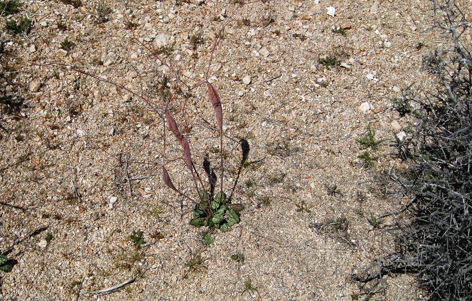 Desert Trumpet (Eriogonum Inflatum) — serving as both a water reserve and a means of deterring herbivores; characterized by swollen stems and small, yellowish