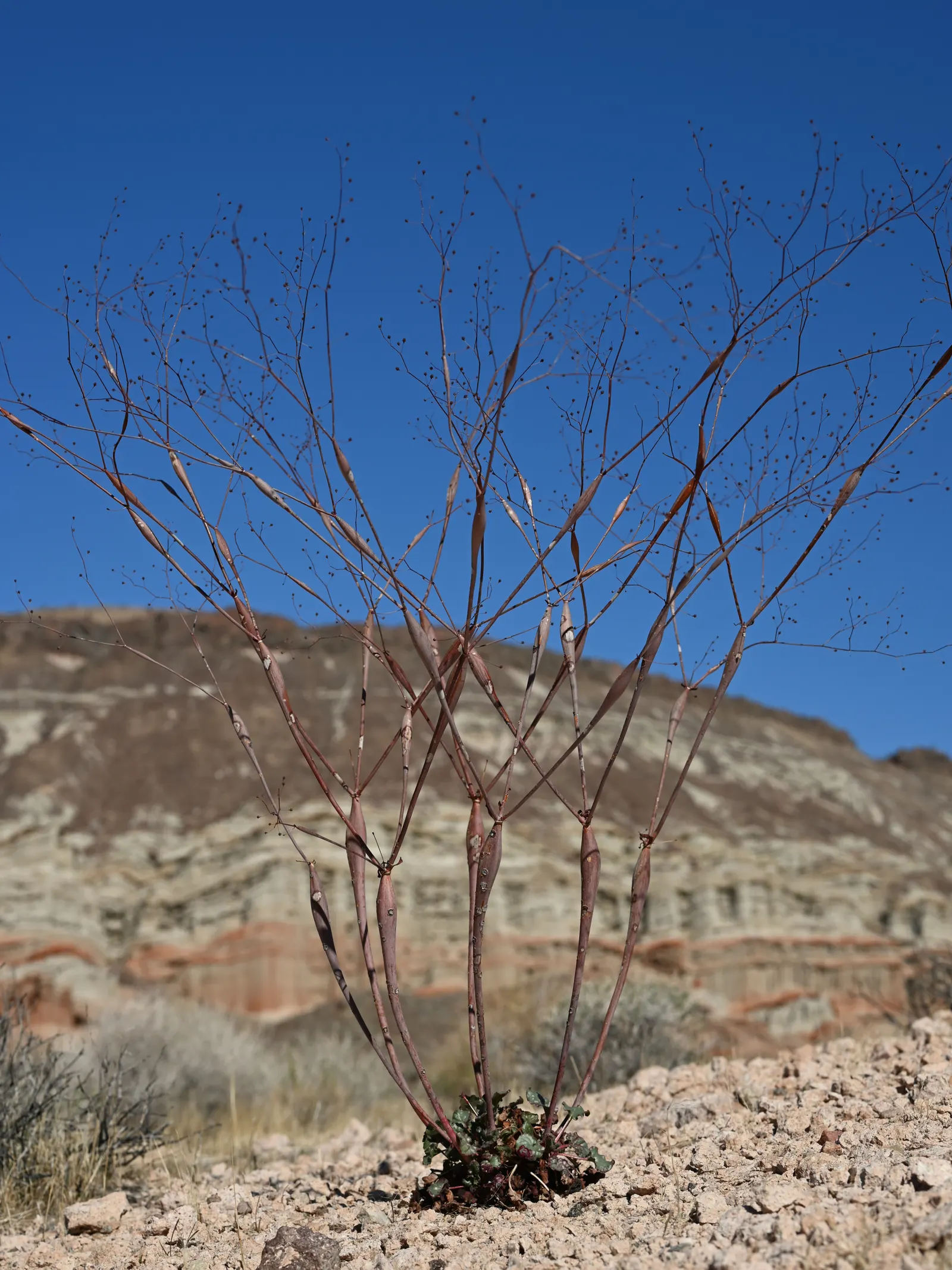 Desert Trumpet (Eriogonum Inflatum) — making it an intriguing choice for xeriscapes and rock gardens; desert Trumpet (Eriogonum inflatum) is a resilient
