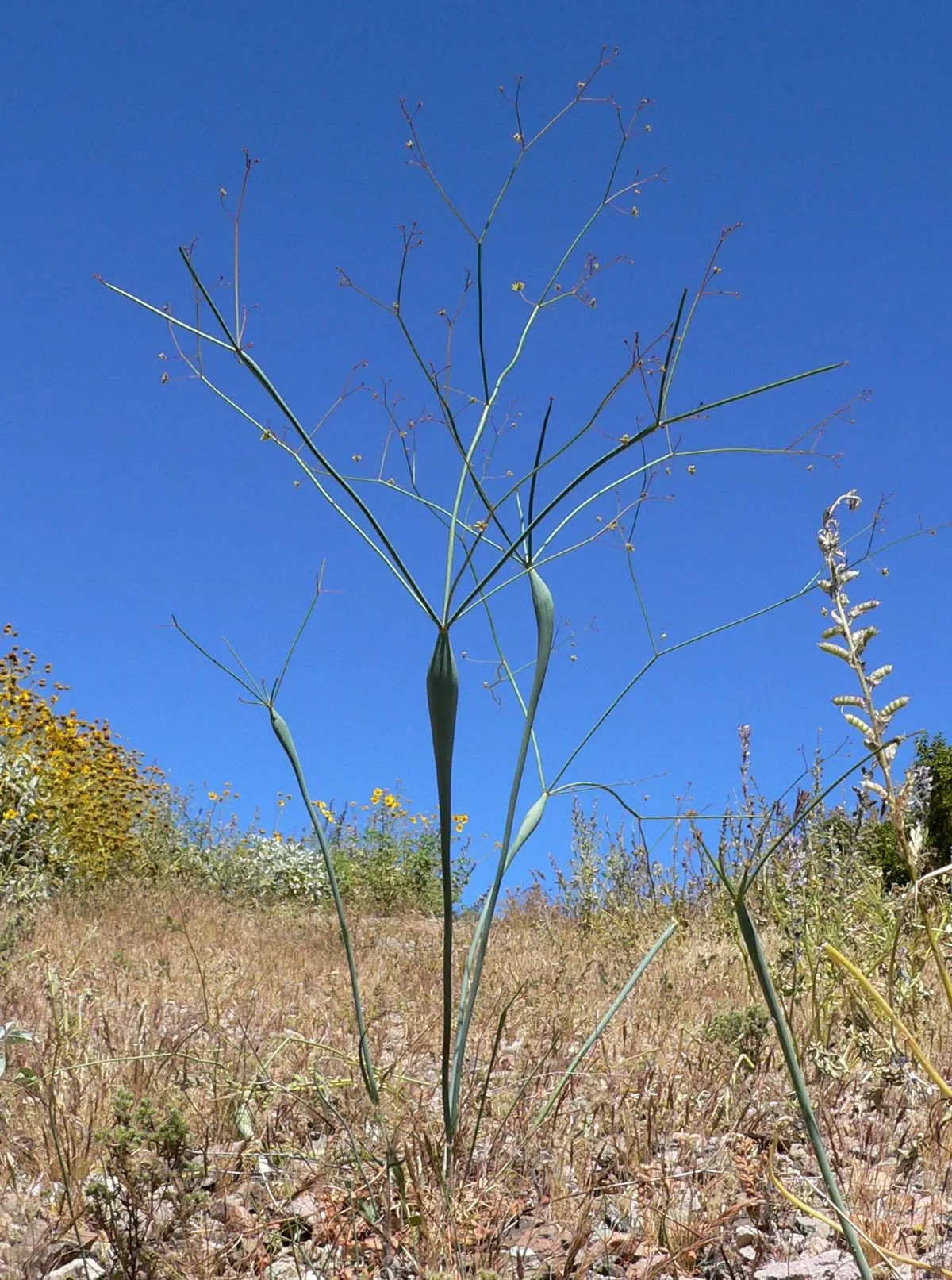 Desert Trumpet (Eriogonum Inflatum) — narrow leaves that range in color from green to a reddish tint, image 47