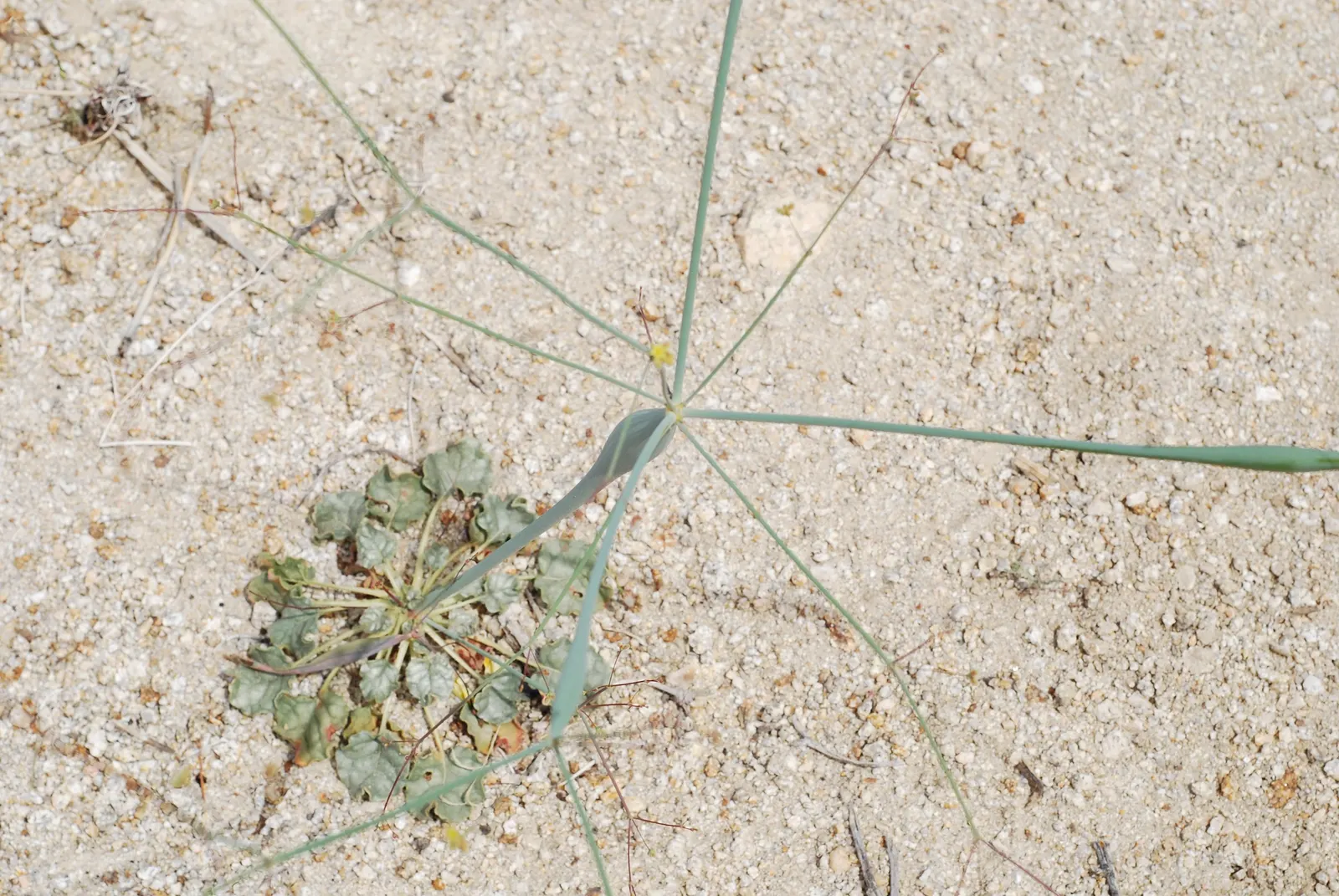 Desert Trumpet (Eriogonum Inflatum) — and a touch of distinctive desert beauty to your client's garden; scientifically known as Eriogonum inflatum