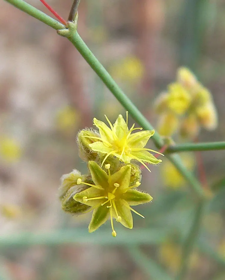 Desert Trumpet (Eriogonum Inflatum) — adding a splash of color to the muted desert palette