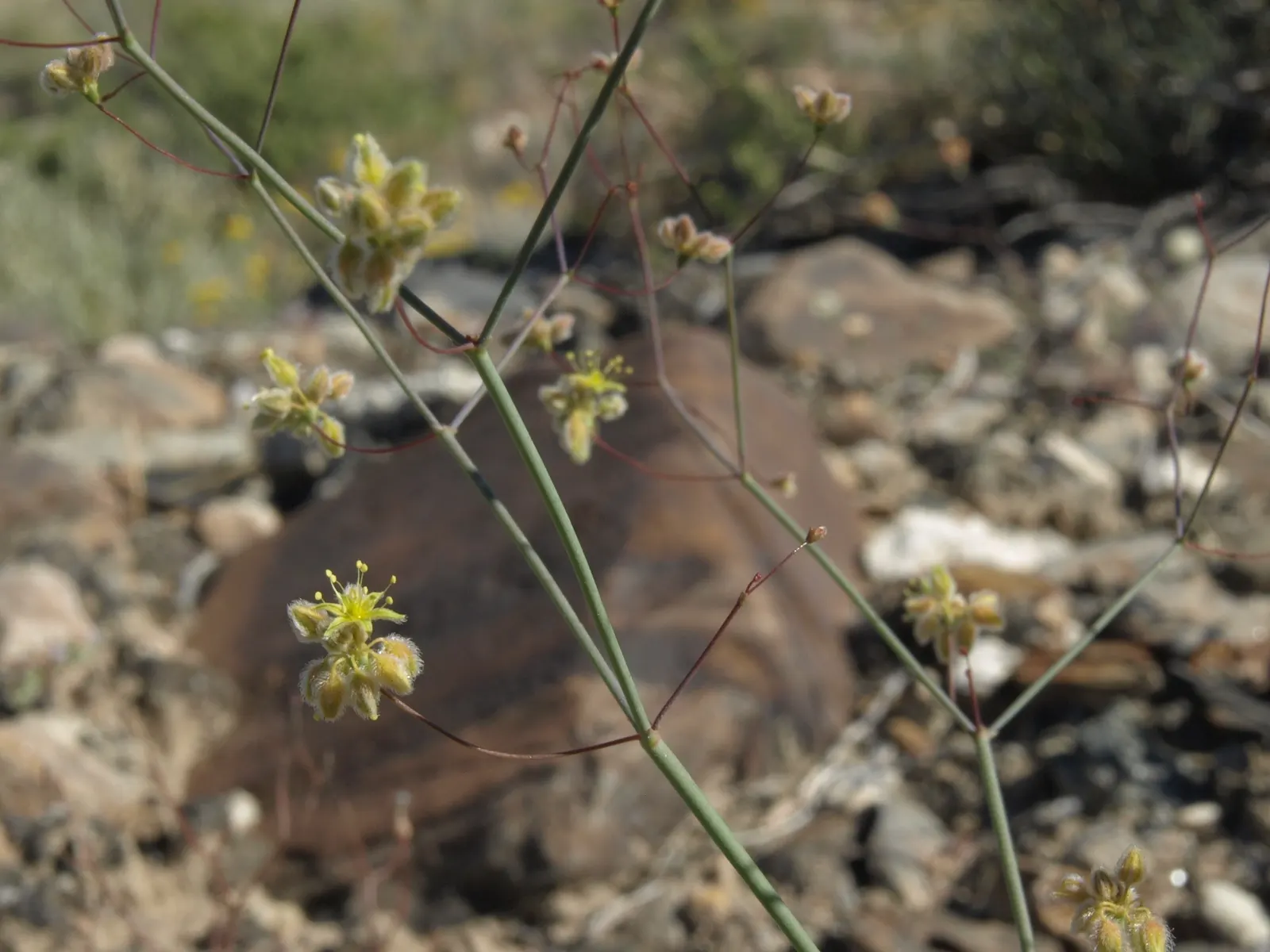 Desert Trumpet (Eriogonum Inflatum) — making it an excellent choice for water-wise gardens and xeriscape landscapes