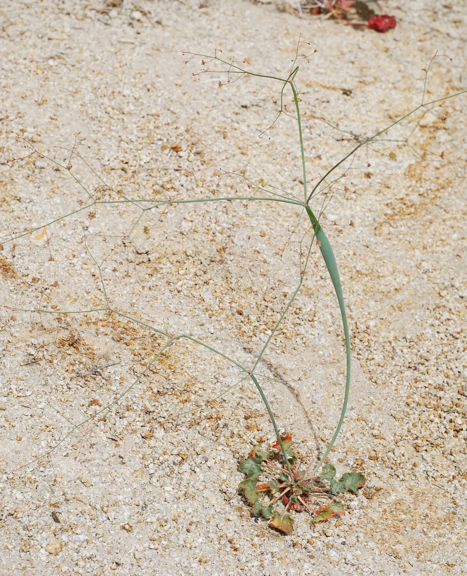 Desert Trumpet (Eriogonum Inflatum) — Desert Trumpet produces an abundance of tiny; and it contributes to local ecology by supporting native pollinators