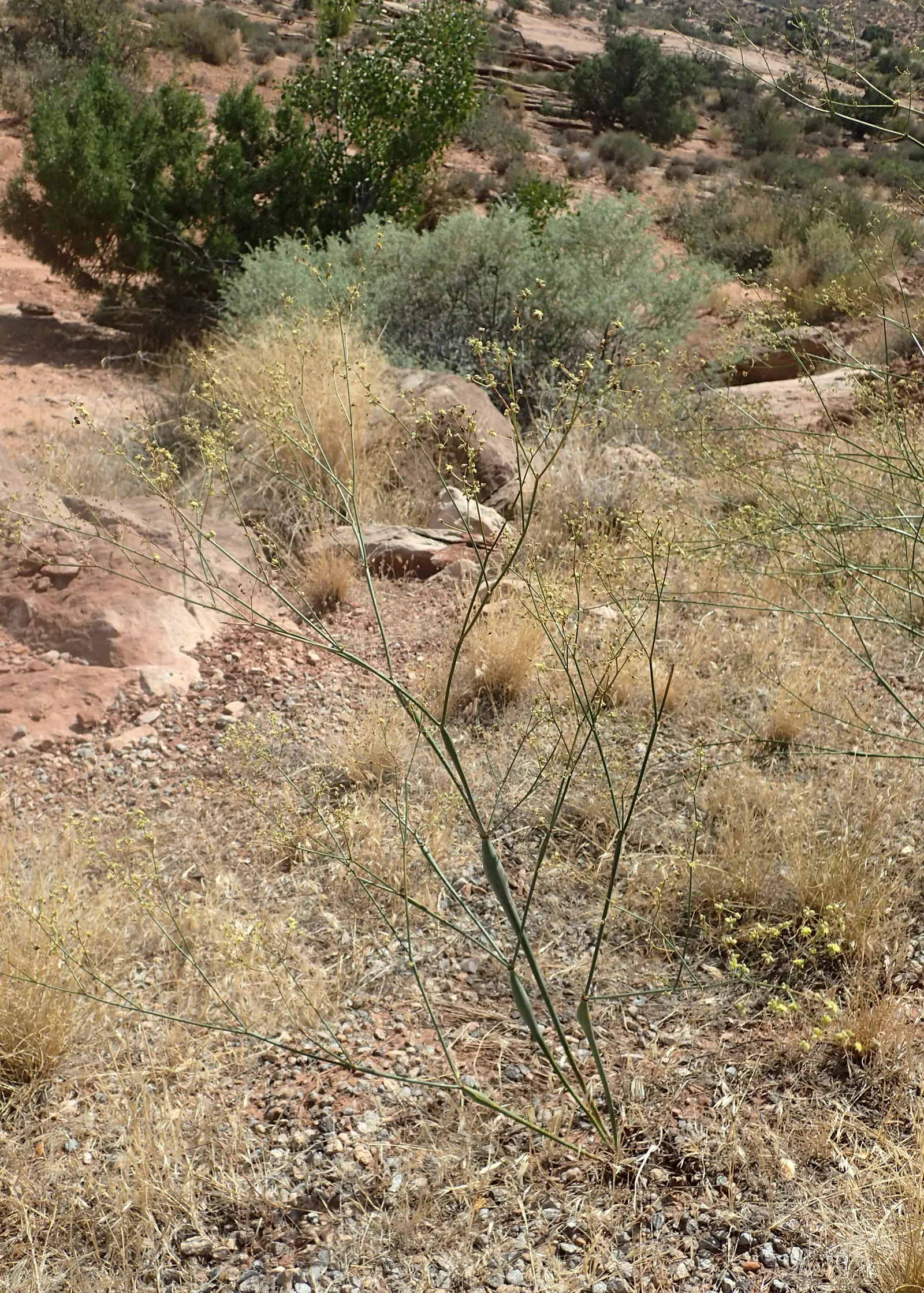 Desert Trumpet (Eriogonum Inflatum) — From early spring to fall; perennial with yellow blooms