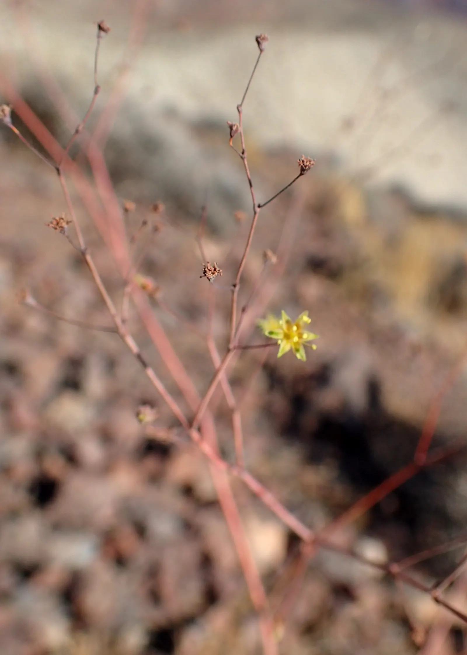 Desert Trumpet (Eriogonum Inflatum) — perennial with yellow blooms; adding a splash of color to the muted desert palette