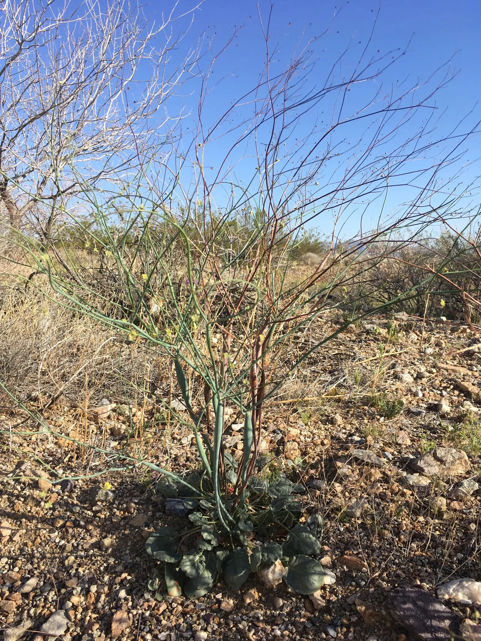 Desert Trumpet (Eriogonum Inflatum) — swollen stems are typically 1/16 to 1/8 inch in diameter
