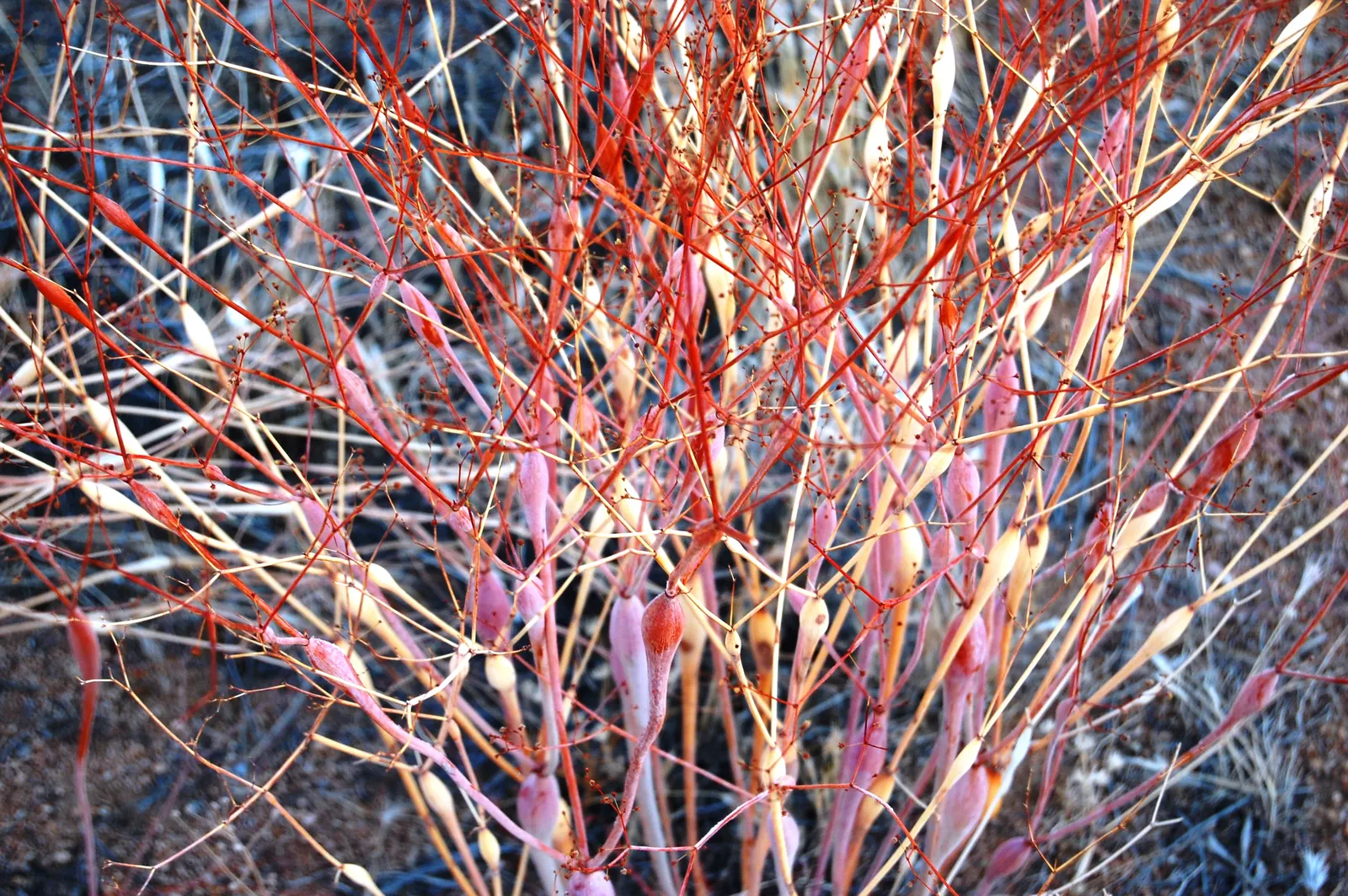 Desert Trumpet (Eriogonum Inflatum) — making it an intriguing choice for xeriscapes and rock gardens