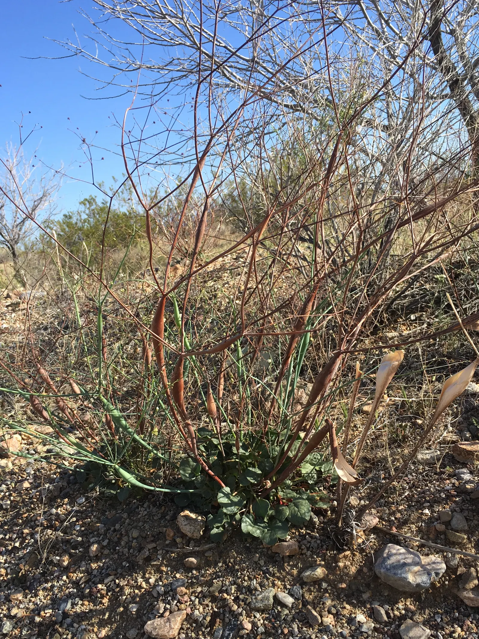Desert Trumpet (Eriogonum Inflatum) — it belongs to the Polygonaceae family