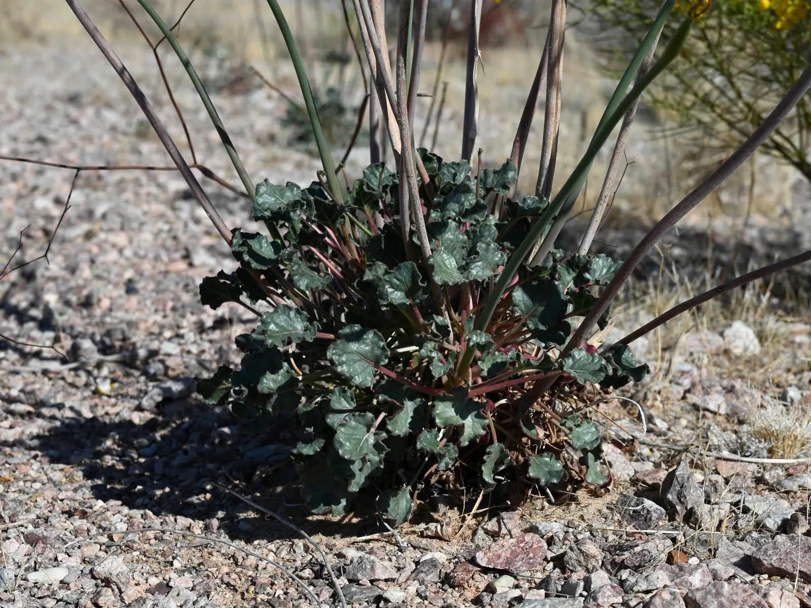 Desert Trumpet (Eriogonum Inflatum) — sandy or gravelly soils to ensure its health; this bushy, native plant tolerates poor soils and drought, requiring