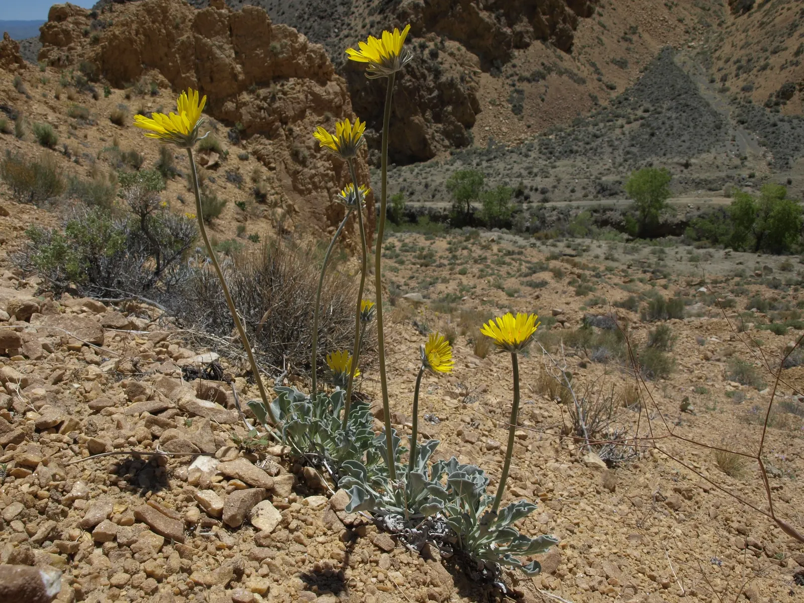 Desert Trumpet (Eriogonum Inflatum) — consider its utility for adding texture