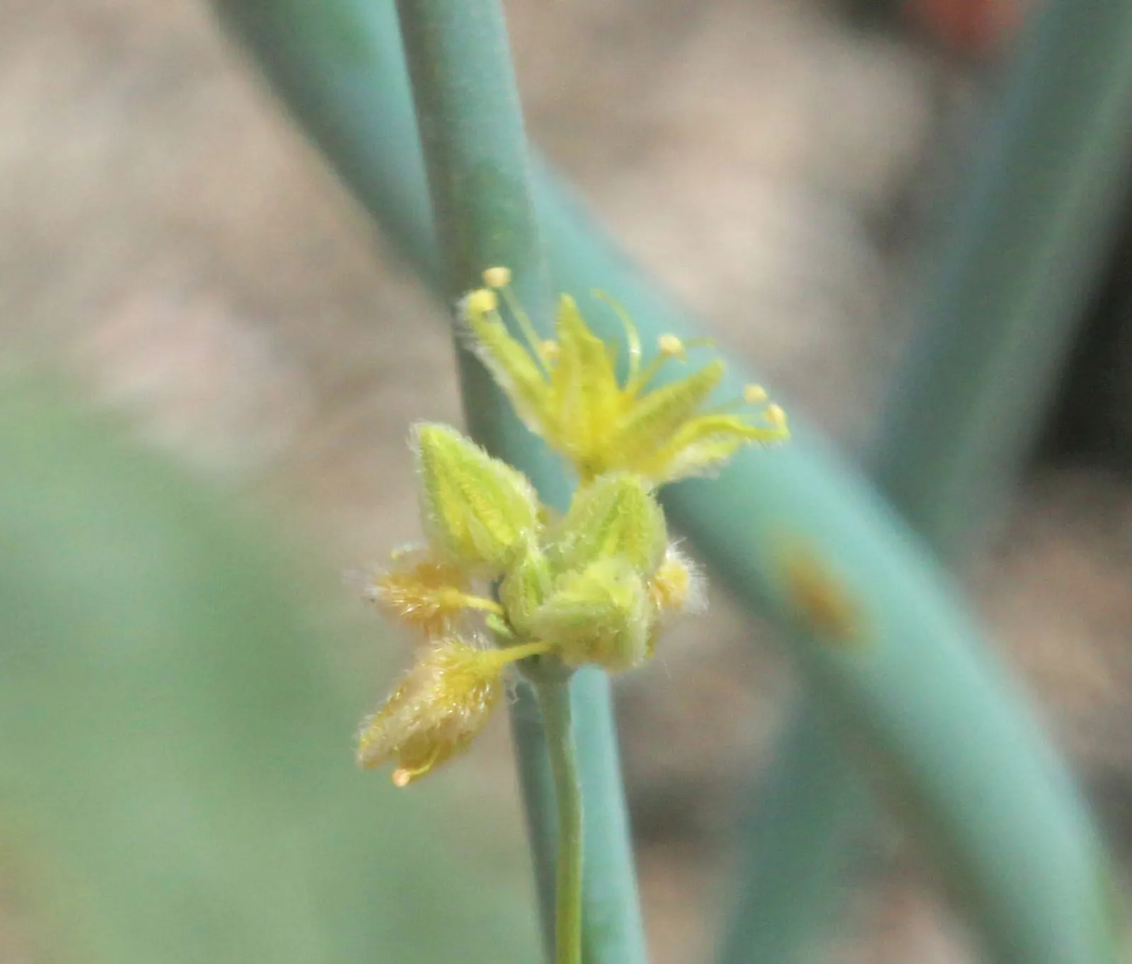 Desert Trumpet (Eriogonum Inflatum) — This perennial stands at a modest height of 8 to 36 inches