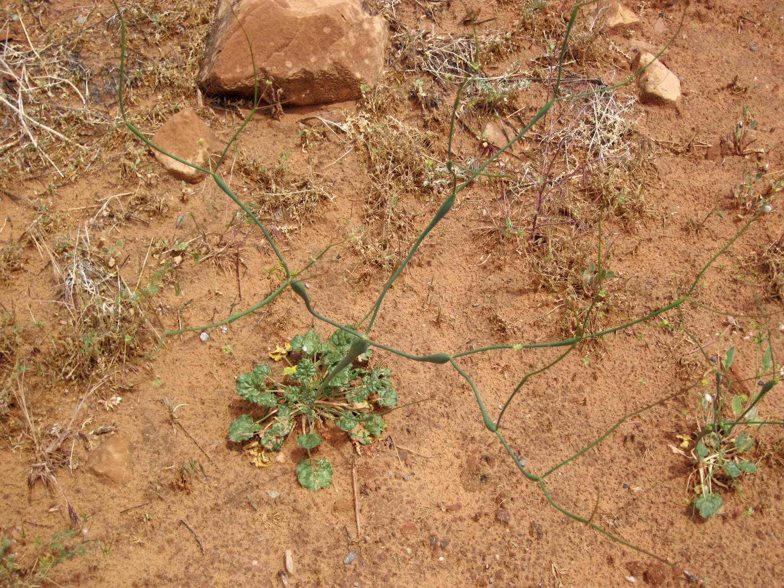 Desert Trumpet (Eriogonum Inflatum) — Desert Trumpet (Eriogonum inflatum) is a resilient perennial, thriving in arid conditions (zones 5-12)