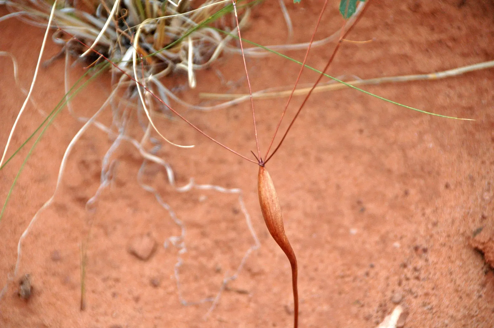 Desert Trumpet (Eriogonum Inflatum) — perennial for full or half
