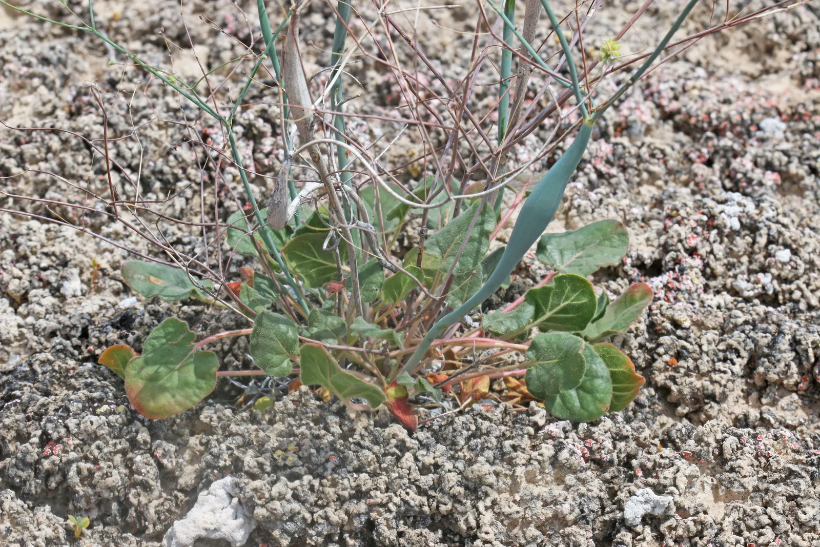 Desert Trumpet (Eriogonum Inflatum) — Desert Trumpet produces an abundance of tiny