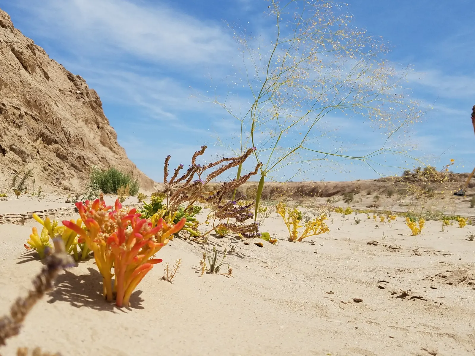 Desert Trumpet (Eriogonum Inflatum) — Eriogonum inflatum thrives in full sun exposure and requires well-draining