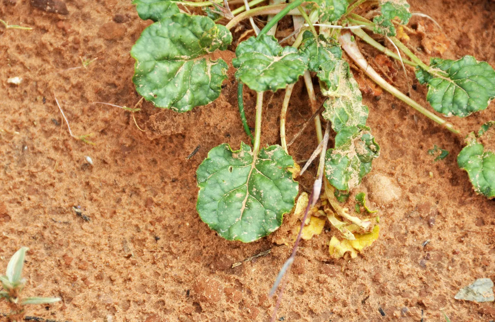 Desert Trumpet (Eriogonum Inflatum) — sandy or gravelly soils to ensure its health
