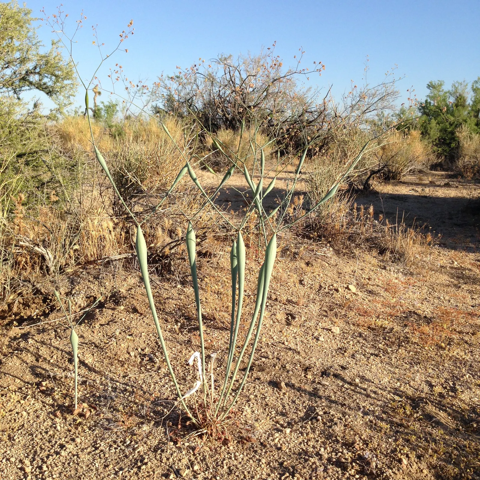 Desert Trumpet (Eriogonum Inflatum) — consider its utility for adding texture; perennial for full or half