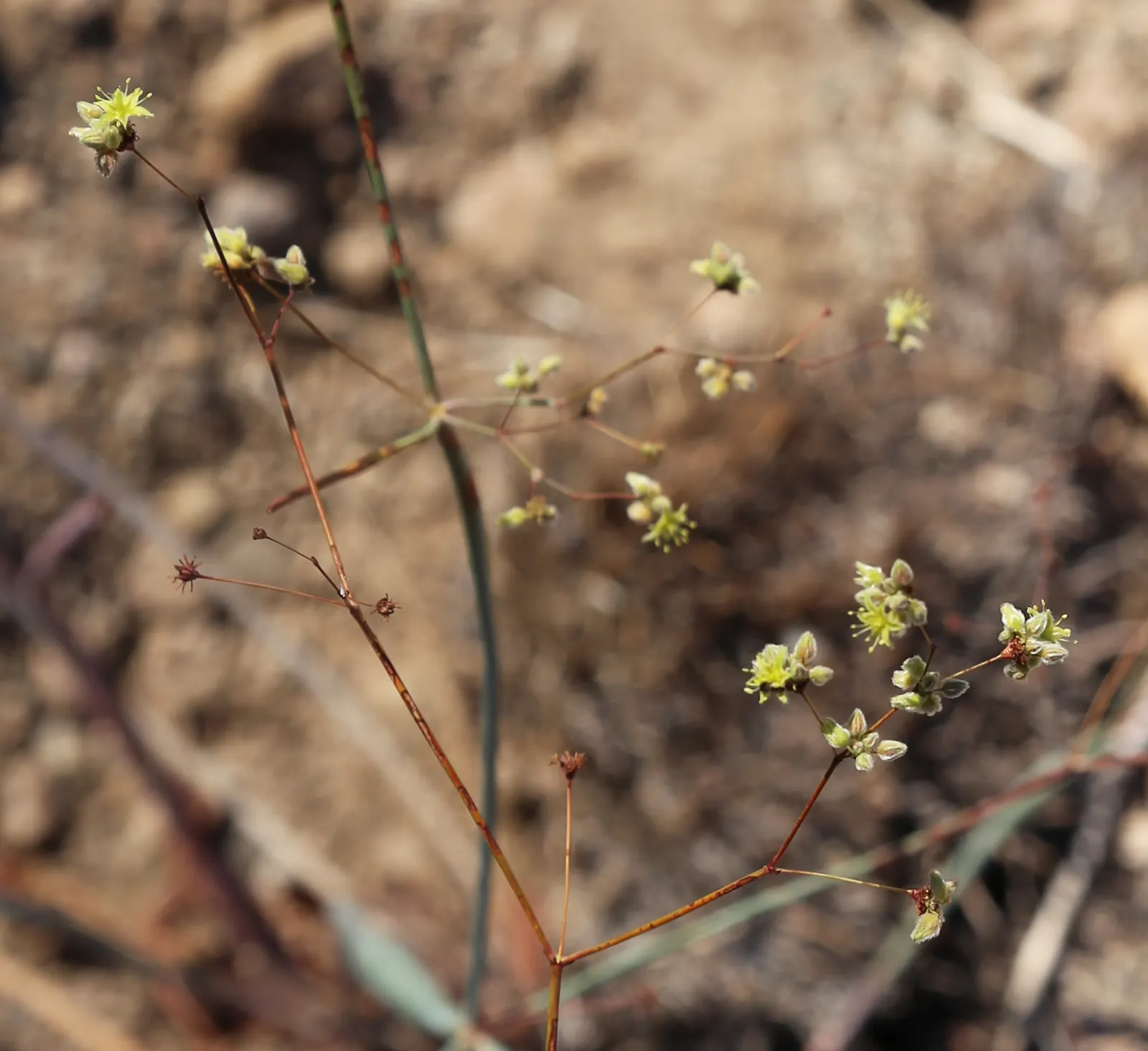 Desert Trumpet (Eriogonum Inflatum) — which sets it apart visually; creating an intriguing focal point in any garden design