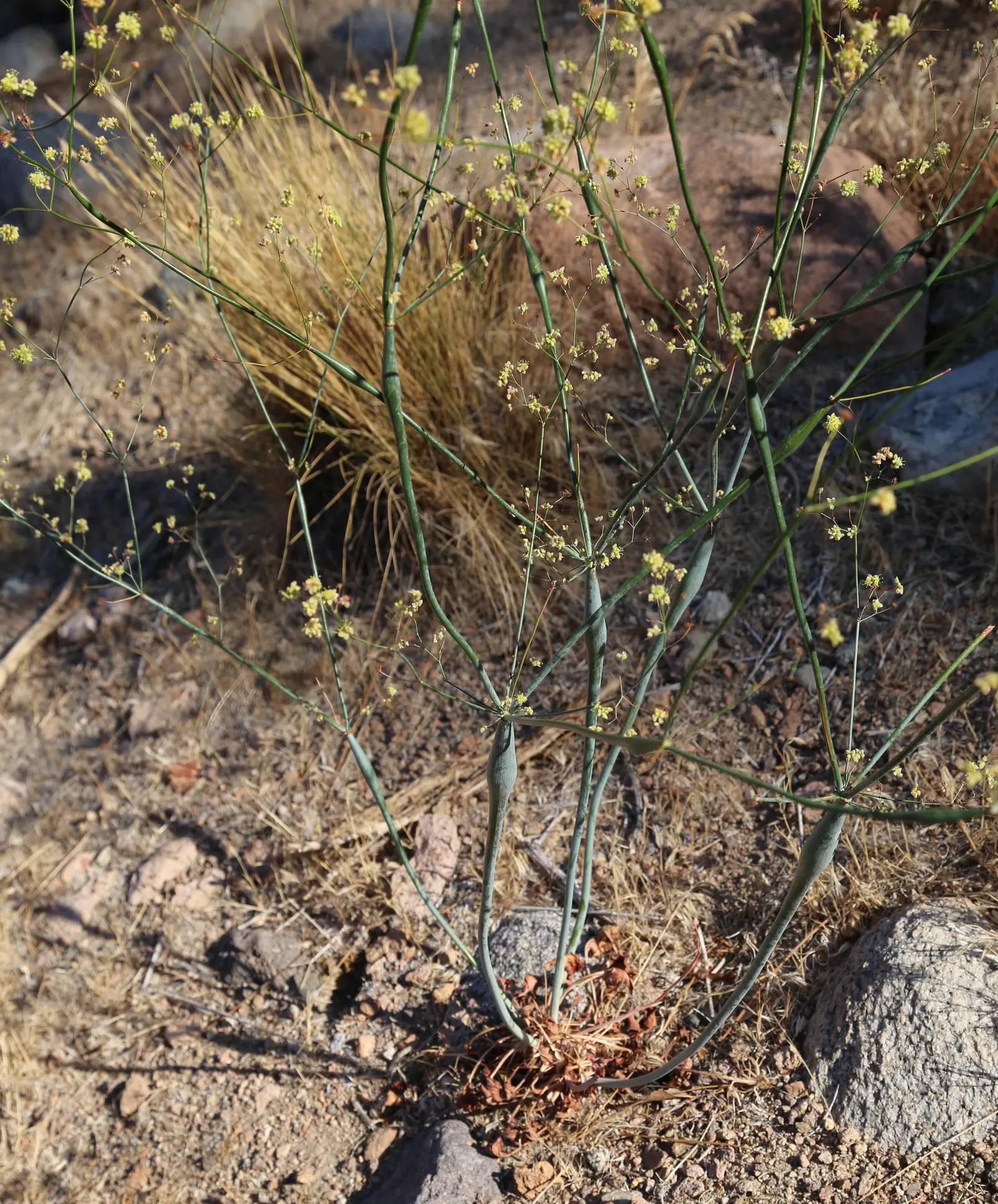 Desert Trumpet (Eriogonum Inflatum) — yellow flowers arranged in clusters; swollen stems are typically 1/16 to 1/8 inch in diameter