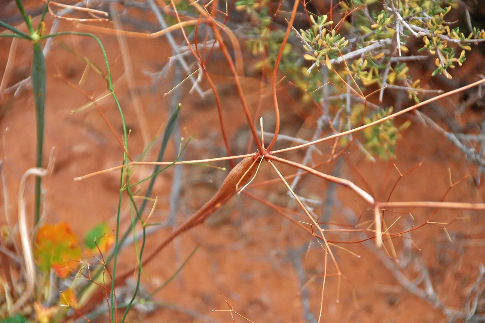 Desert Trumpet (Eriogonum Inflatum) — scientifically known as Eriogonum inflatum