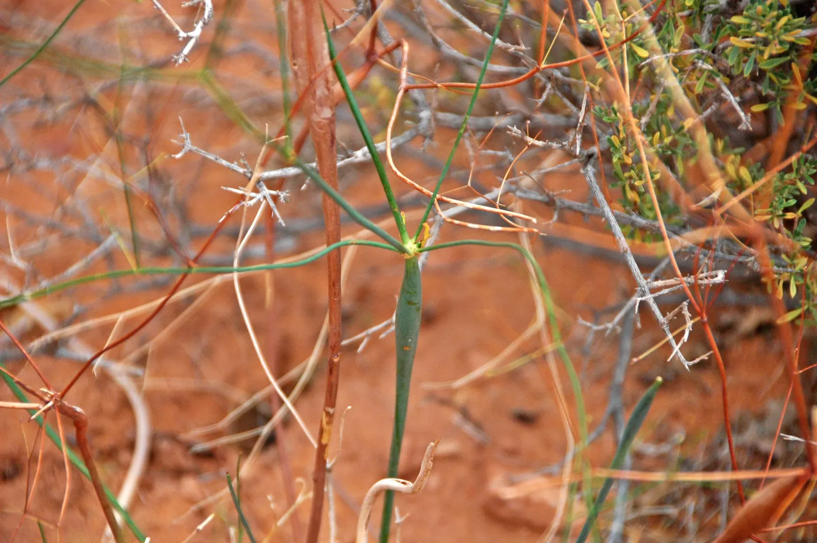 Desert Trumpet (Eriogonum Inflatum) — creating an intriguing focal point in any garden design