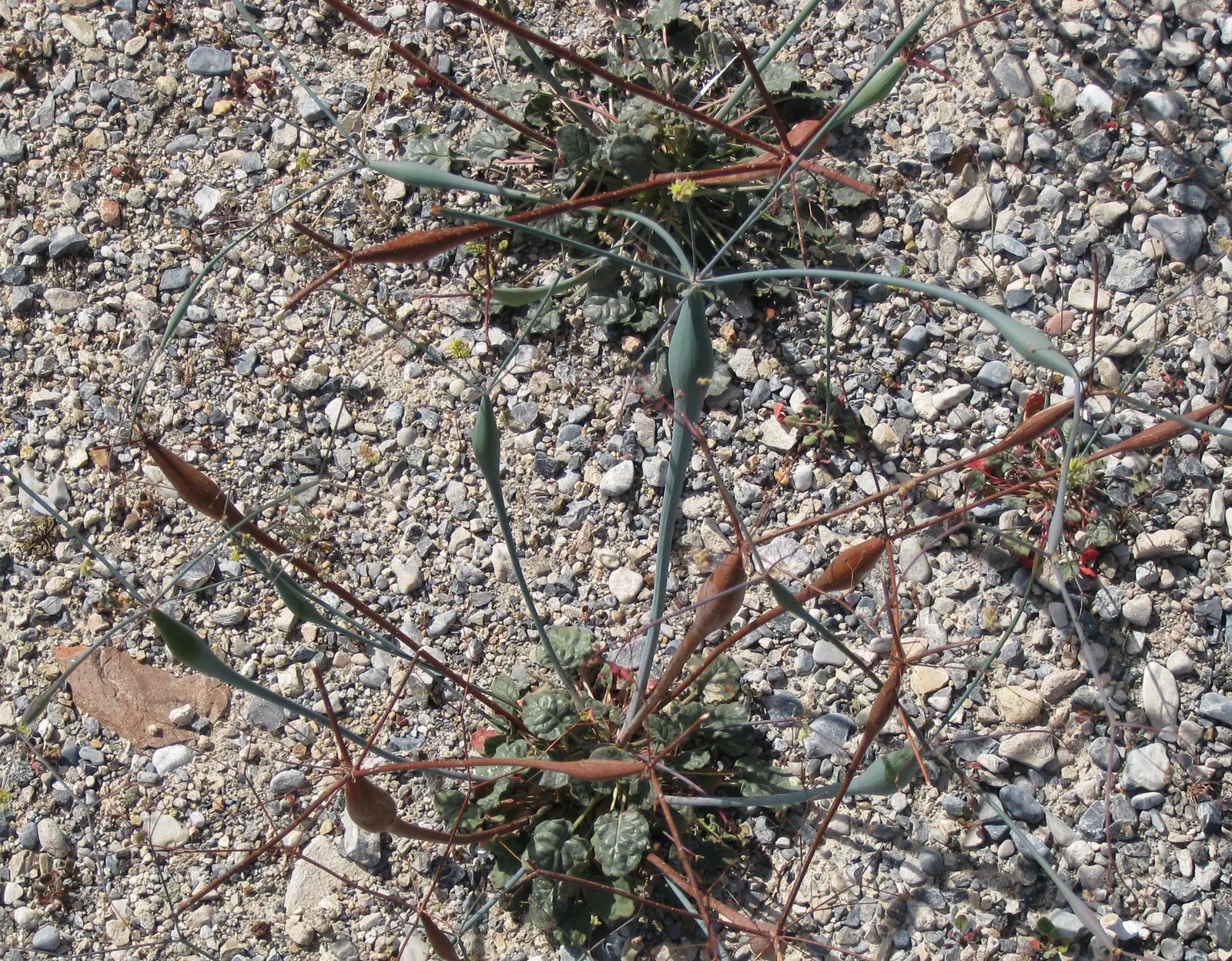 Desert Trumpet (Eriogonum Inflatum) — swollen stems are typically 1/16 to 1/8 inch in diameter; when designing with Desert Trumpet