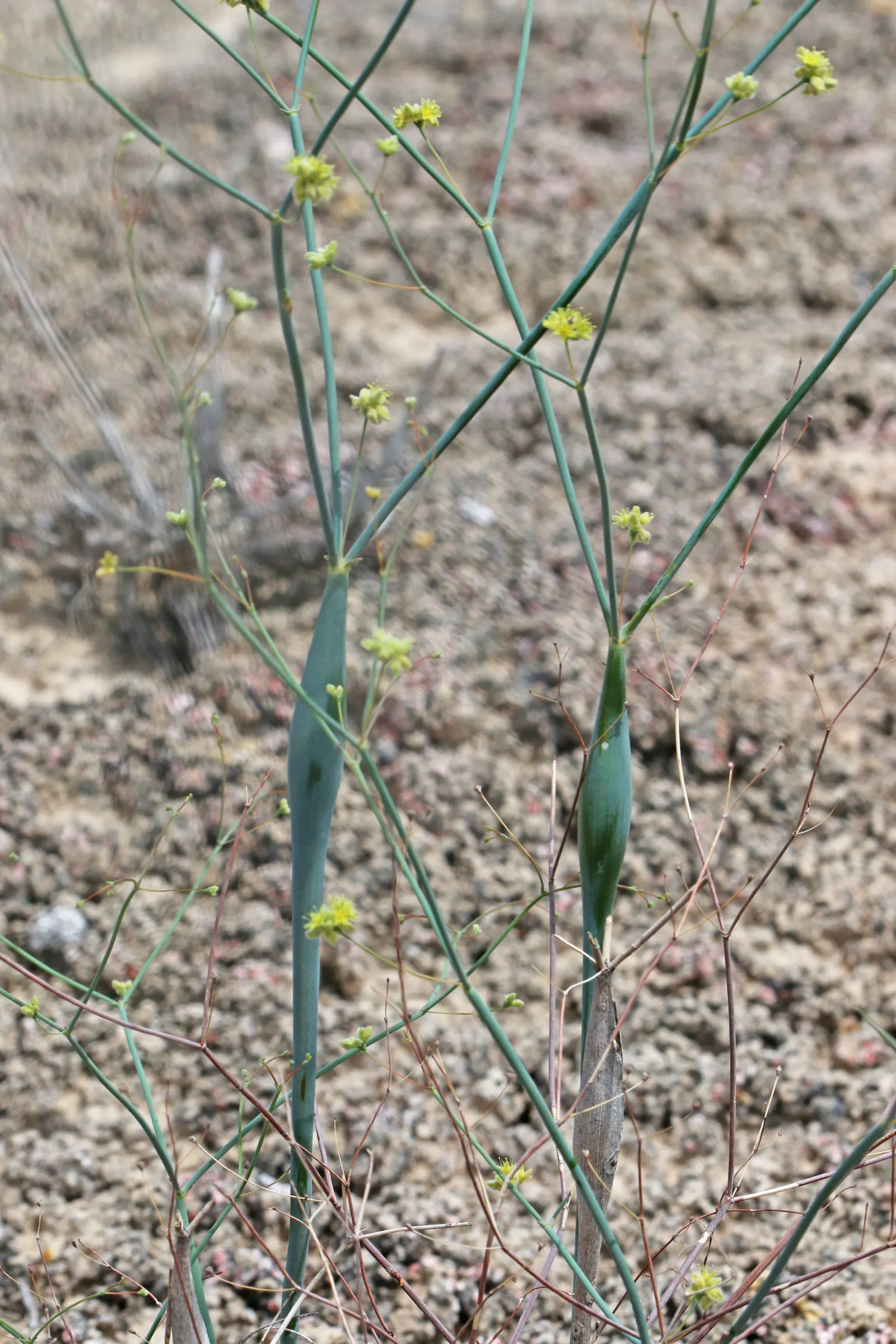 Desert Trumpet (Eriogonum Inflatum) — Its unique structure adds textural contrast