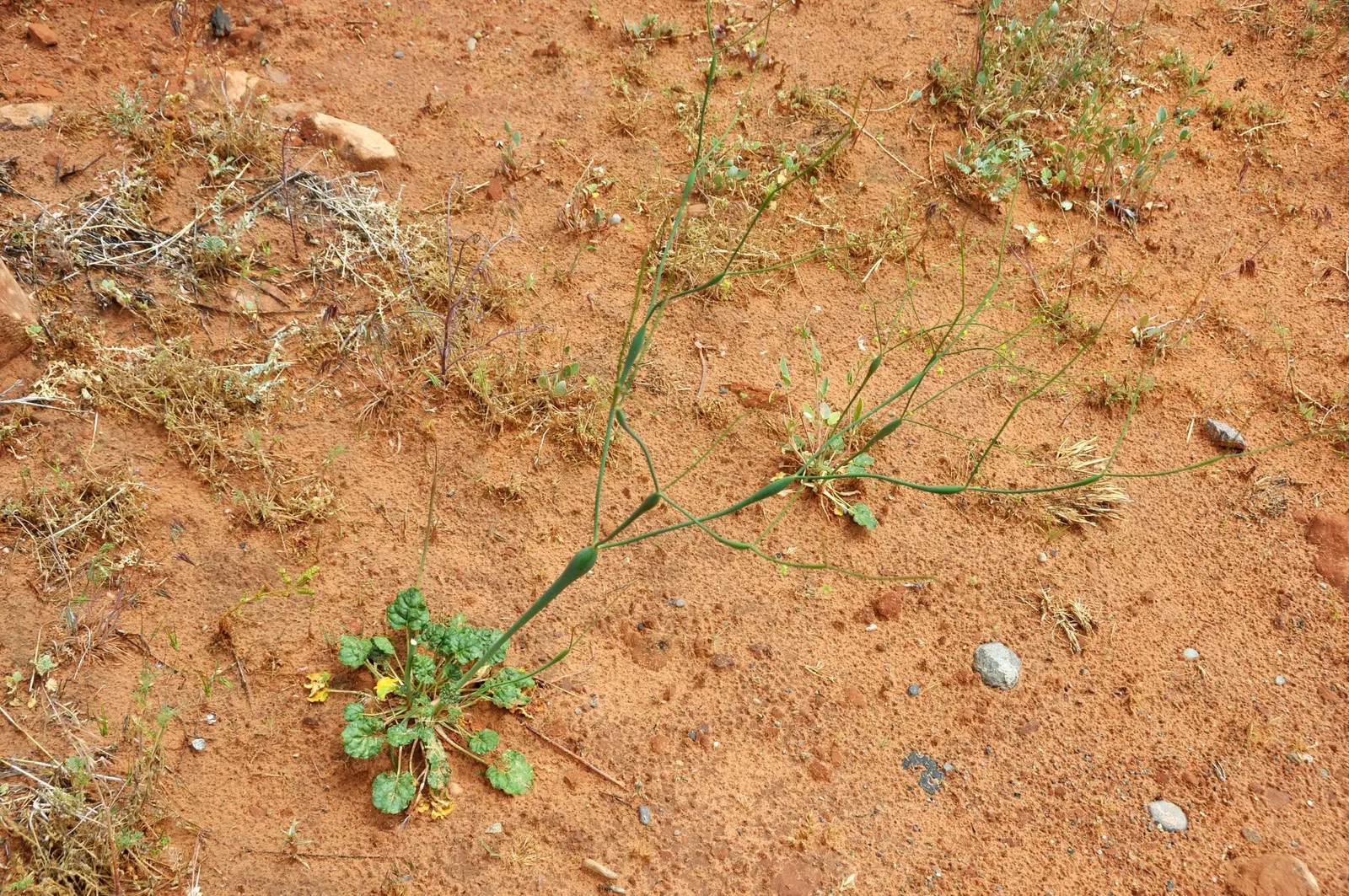 Desert Trumpet (Eriogonum Inflatum) — serving as both a water reserve and a means of deterring herbivores