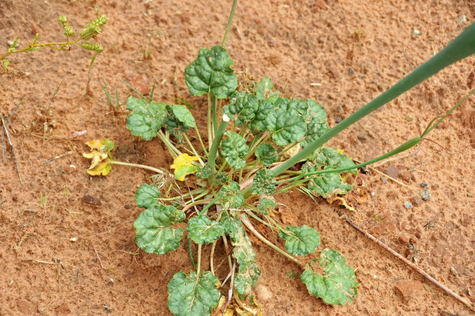Desert Trumpet (Eriogonum Inflatum) — it belongs to the Polygonaceae family; making it an intriguing choice for xeriscapes and rock gardens
