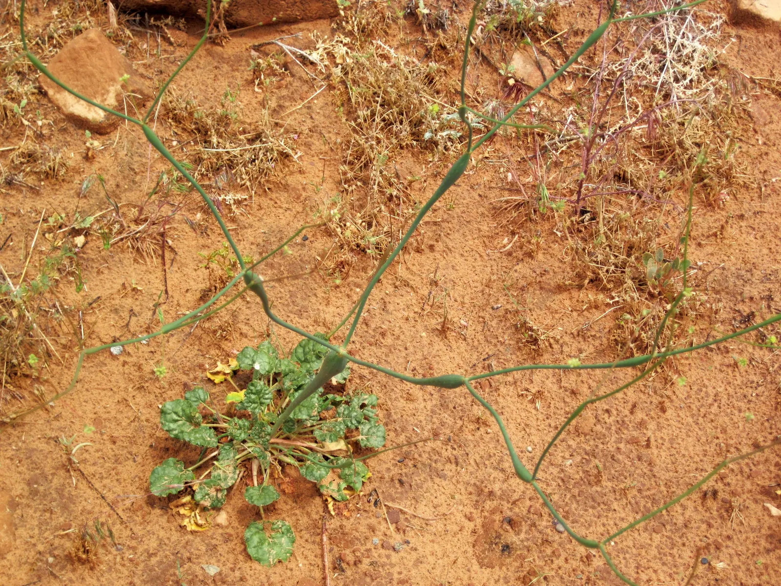 Desert Trumpet (Eriogonum Inflatum) — and it contributes to local ecology by supporting native pollinators; is a perennial plant native to the arid regions of