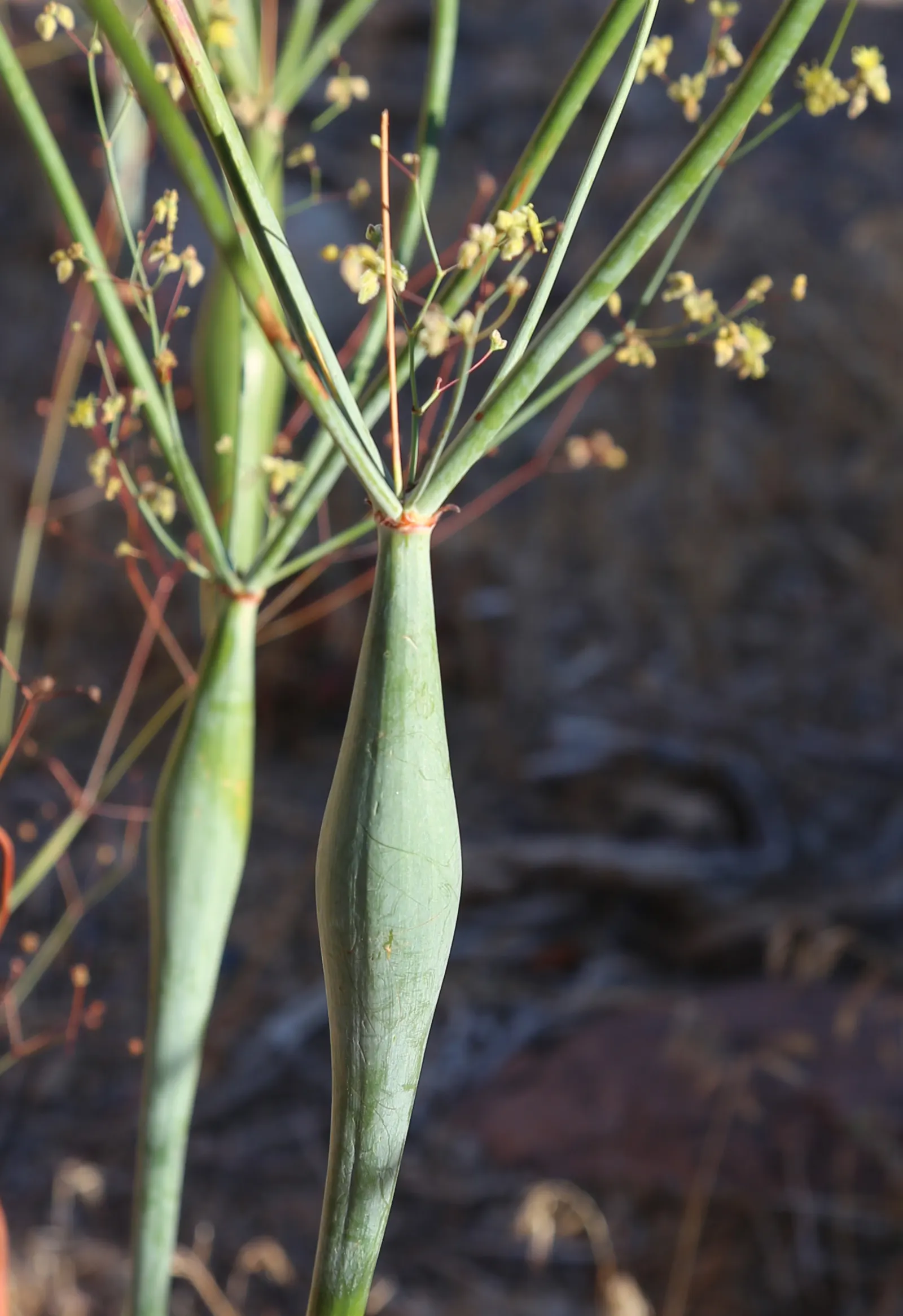 Desert Trumpet (Eriogonum Inflatum) — Desert Trumpet (Eriogonum inflatum) is a resilient perennial, thriving in arid conditions (zones 5-12); its, image 63