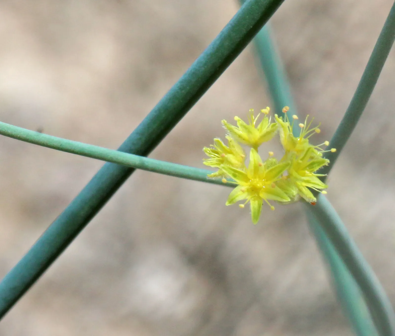Desert Trumpet (Eriogonum Inflatum) — is a perennial plant native to the arid regions of the American Southwest; eriogonum inflatum thrives in full sun