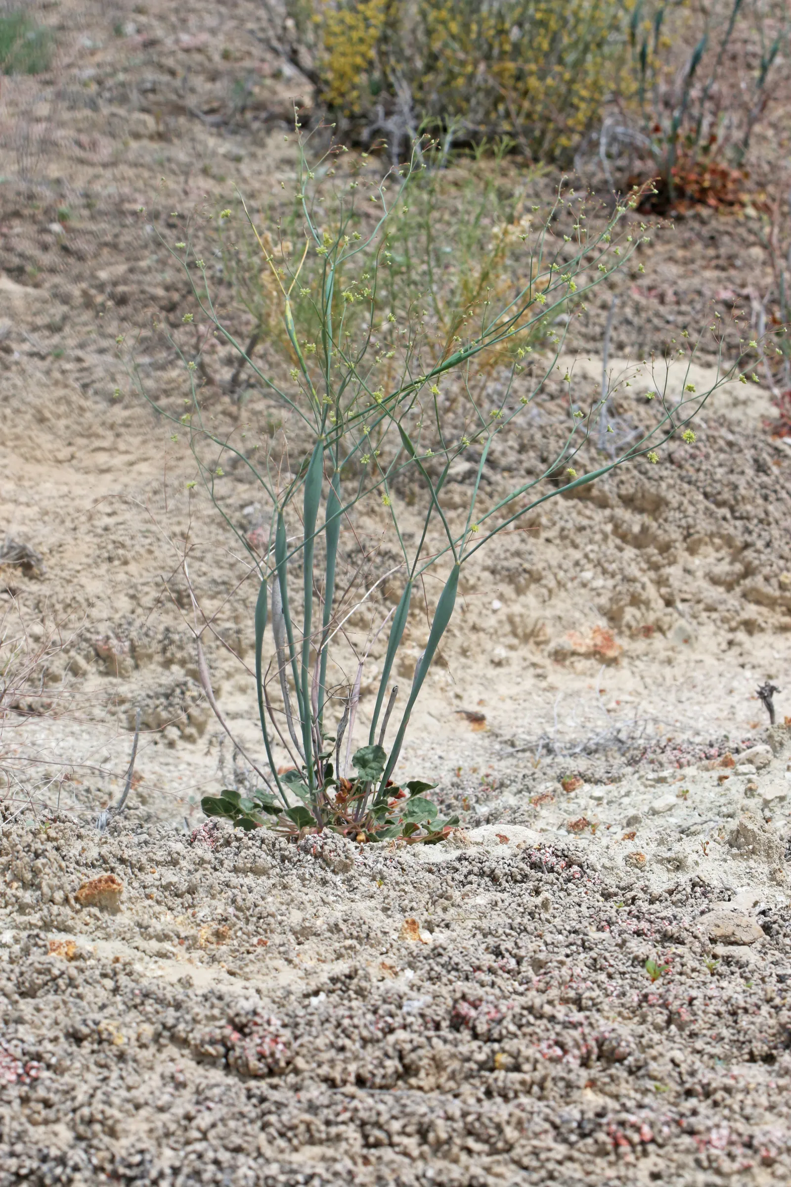 Desert Trumpet (Eriogonum Inflatum) — This bushy, native plant tolerates poor soils and drought, requiring minimal maintenance; from early spring to fall